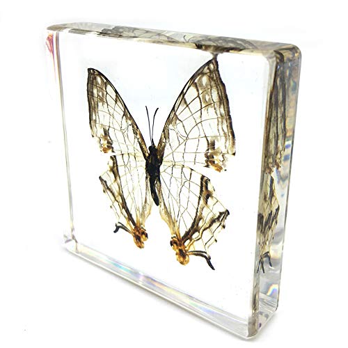 Вистински Пеперутка Примероци Примероци Paperweight Paperweights Колекција Екранот (Пеперутка 13)